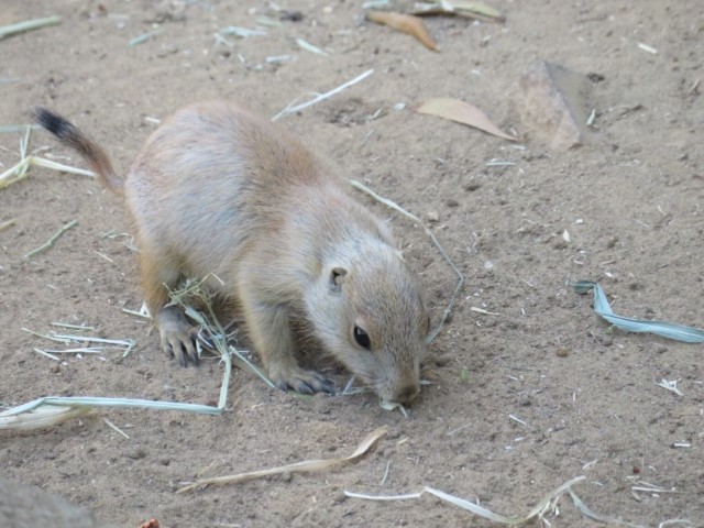 San Fransisco Zoo (92).JPG